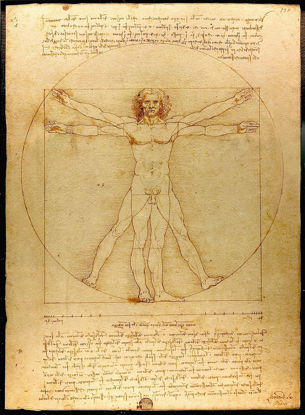 Vitruvian Man von Leonardo da Vinci