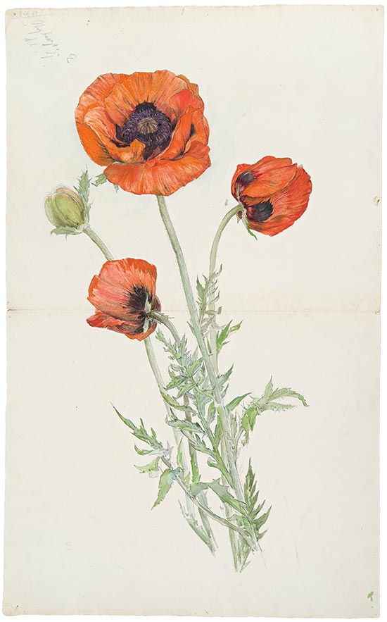 Hilma af Klint - 1890s - Untitled von Hilma af Klint